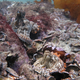 Octlantis.